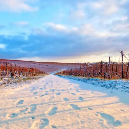 아파트 Labed - Auf Weingut Mit Privater Terrasse, Zentral Gelegen, Gratis Wlan 로데스하임암라인
